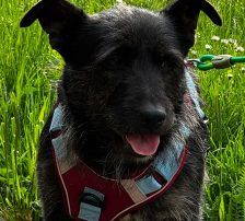 Jelena – Terrier-Mix, Weibchen, 4 Jahre, Nordic Strays e.V. – Foto 3