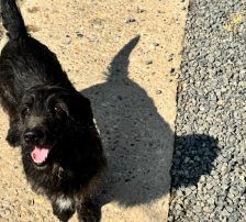 Jelena – Terrier-Mix, Weibchen, 4 Jahre, Nordic Strays e.V. – Foto 4