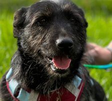 Jelena – Terrier-Mix, Weibchen, 4 Jahre, Nordic Strays e.V. – Foto 5