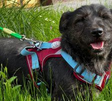 Jelena – Terrier-Mix, Weibchen, 4 Jahre, Nordic Strays e.V. – Foto 6