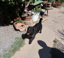 Jelena – Terrier-Mix, Weibchen, 4 Jahre, Nordic Strays e.V. – Foto 7