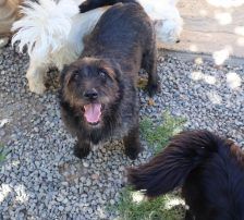 Jelena – Terrier-Mix, Weibchen, 4 Jahre, Nordic Strays e.V. – Foto 8