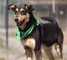 Norio – Mischling, Männchen, Alter unbekannt, Nordic Strays e.V. – Foto 4