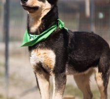Norio – Mischling, Männchen, Alter unbekannt, Nordic Strays e.V. – Foto 5