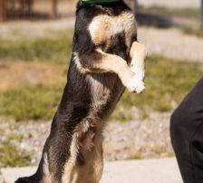 Norio – Mischling, Männchen, Alter unbekannt, Nordic Strays e.V. – Foto 6