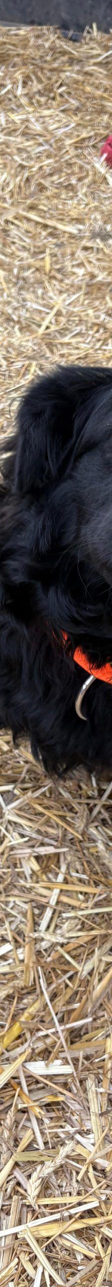 Cap – Kroatischer Schäferhund Mix, Männchen, 8 Monate, Nordic Strays e.V. – Foto 1