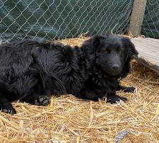Cap – Kroatischer Schäferhund Mix, Männchen, 8 Monate, Nordic Strays e.V. – Foto 3