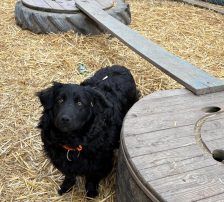 Cap – Kroatischer Schäferhund Mix, Männchen, 8 Monate, Nordic Strays e.V. – Foto 4