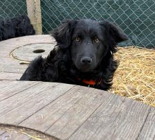 Cap – Kroatischer Schäferhund Mix, Männchen, 8 Monate, Nordic Strays e.V. – Foto 5