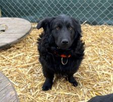 Cap – Kroatischer Schäferhund Mix, Männchen, 8 Monate, Nordic Strays e.V. – Foto 6