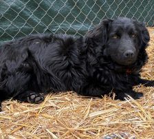 Cap – Kroatischer Schäferhund Mix, Männchen, 8 Monate, Nordic Strays e.V. – Foto 7