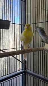 Kate und William – Kanarienvögel, Unbekannt, 2 Jahre, 70195 Stuttgart-Botnang – Foto 1