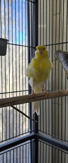 Kate und William – Kanarienvögel, Unbekannt, 2 Jahre, 70195 Stuttgart-Botnang – Foto 2