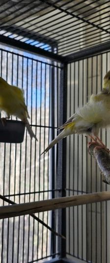Kate und William – Kanarienvögel, Unbekannt, 2 Jahre, 70195 Stuttgart-Botnang – Foto 4