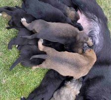 Myra – Mischling, Weibchen, Alter unbekannt, Nordic Strays e.V. – Foto 2