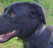 Myra – Mischling, Weibchen, Alter unbekannt, Nordic Strays e.V. – Foto 3
