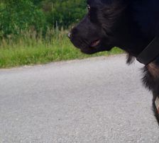 Myra – Mischling, Weibchen, Alter unbekannt, Nordic Strays e.V. – Foto 4