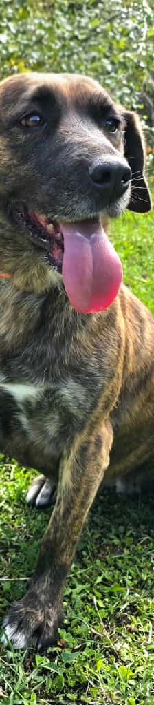 Myra – Mischling, Weibchen, Alter unbekannt, Nordic Strays e.V. – Foto 5