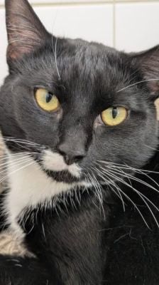 Konrad – Katze, Männchen, 1 Jahr, 39576 Stendal – Foto 1