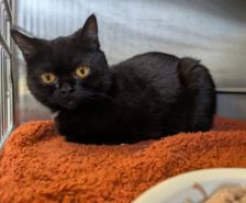 Konrad – Katze, Männchen, 1 Jahr, 39576 Stendal – Foto 2