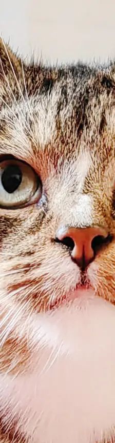 Merlin – EKH, Männchen, 2 Monate, 13057 Berlin – Foto 1