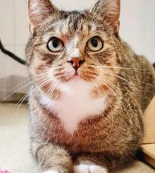 Merlin – EKH, Männchen, 2 Monate, 13057 Berlin – Foto 2