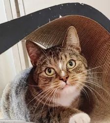 Merlin – EKH, Männchen, 2 Monate, 13057 Berlin – Foto 3