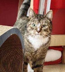 Merlin – EKH, Männchen, 2 Monate, 13057 Berlin – Foto 4