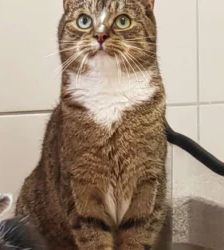 Merlin – EKH, Männchen, 2 Monate, 13057 Berlin – Foto 6