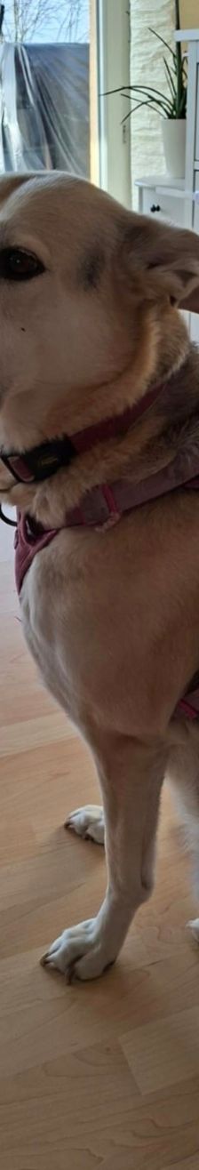 Luisa – Mischling, Weibchen, 6 Jahre, 97525 Schwebheim – Foto 1