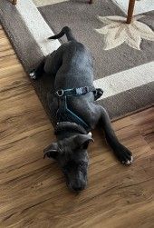 Zula – American Staffordshire-Terrier-Mix, Weibchen, Alter unbekannt, 70195 Stuttgart-Botnang – Foto 1
