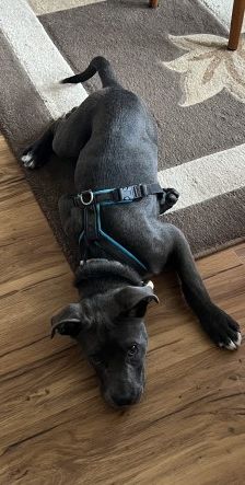 Zula – American Staffordshire-Terrier-Mix, Weibchen, Alter unbekannt, 70195 Stuttgart-Botnang – Foto 2