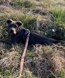 Zula – American Staffordshire-Terrier-Mix, Weibchen, Alter unbekannt, 70195 Stuttgart-Botnang – Foto 3