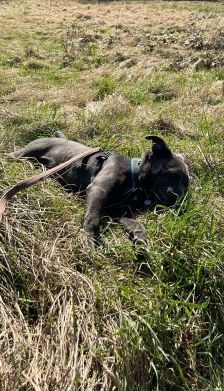 Zula – American Staffordshire-Terrier-Mix, Weibchen, Alter unbekannt, 70195 Stuttgart-Botnang – Foto 4