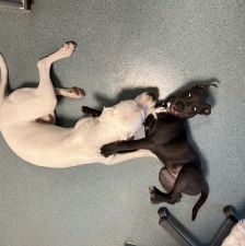 Zula – American Staffordshire-Terrier-Mix, Weibchen, Alter unbekannt, 70195 Stuttgart-Botnang – Foto 5