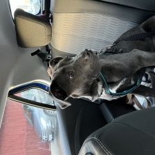 Zula – American Staffordshire-Terrier-Mix, Weibchen, Alter unbekannt, 70195 Stuttgart-Botnang – Foto 6
