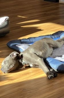 Zula – American Staffordshire-Terrier-Mix, Weibchen, Alter unbekannt, 70195 Stuttgart-Botnang – Foto 8