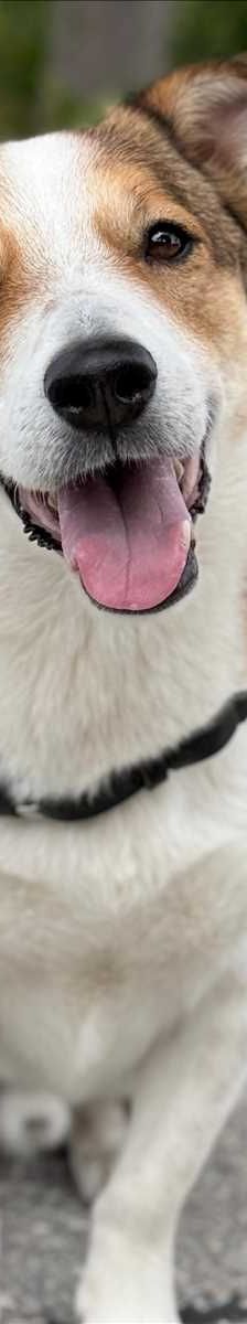 OSKAR – Terrier, Mix, Männchen, 2 Jahre 7 Monate, 81829 München – Foto 3