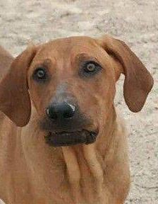 Trueno – Bloodhound-Mischling, Männchen, 10 Monate, 65520 Bad Camberg – Foto 1