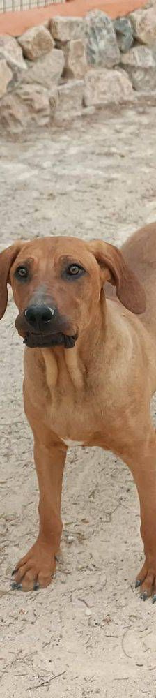 Trueno – Bloodhound-Mischling, Männchen, 10 Monate, 65520 Bad Camberg – Foto 2