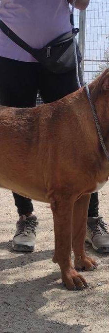 Trueno – Bloodhound-Mischling, Männchen, 10 Monate, 65520 Bad Camberg – Foto 11