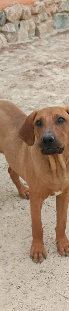 Trueno – Bloodhound-Mischling, Männchen, 10 Monate, 65520 Bad Camberg – Foto 3