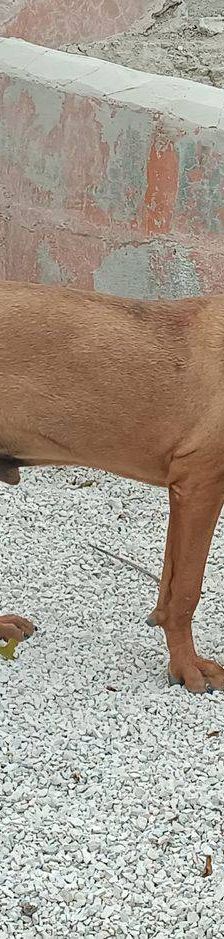 Trueno – Bloodhound-Mischling, Männchen, 10 Monate, 65520 Bad Camberg – Foto 4