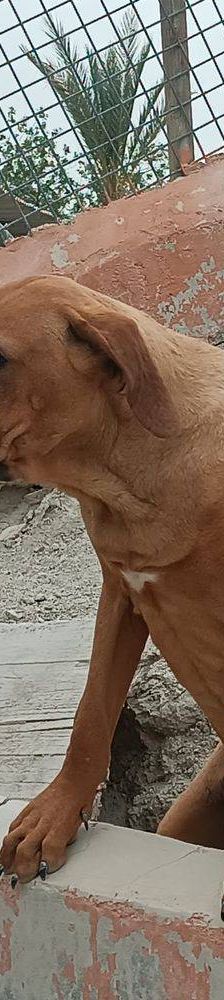 Trueno – Bloodhound-Mischling, Männchen, 10 Monate, 65520 Bad Camberg – Foto 5