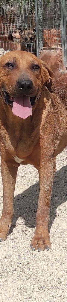 Trueno – Bloodhound-Mischling, Männchen, 10 Monate, 65520 Bad Camberg – Foto 6