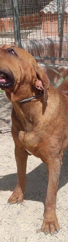 Trueno – Bloodhound-Mischling, Männchen, 10 Monate, 65520 Bad Camberg – Foto 8