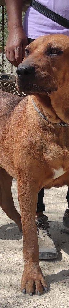 Trueno – Bloodhound-Mischling, Männchen, 10 Monate, 65520 Bad Camberg – Foto 10