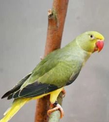 Raj – Halsbandsittich, Männchen, Alter unbekannt, 13057 Berlin – Foto 2