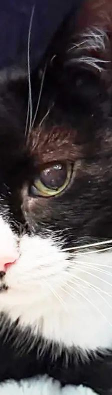 Molly – EKH, Weibchen, 13 Jahre, 13057 Berlin – Foto 1