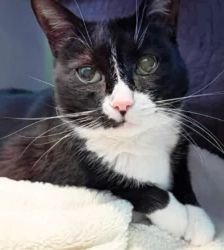 Molly – EKH, Weibchen, 13 Jahre, 13057 Berlin – Foto 2